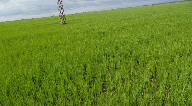 Mali:  Création du Projet de Mise en Valeur des Plaines Rizicoles de Tombouctou